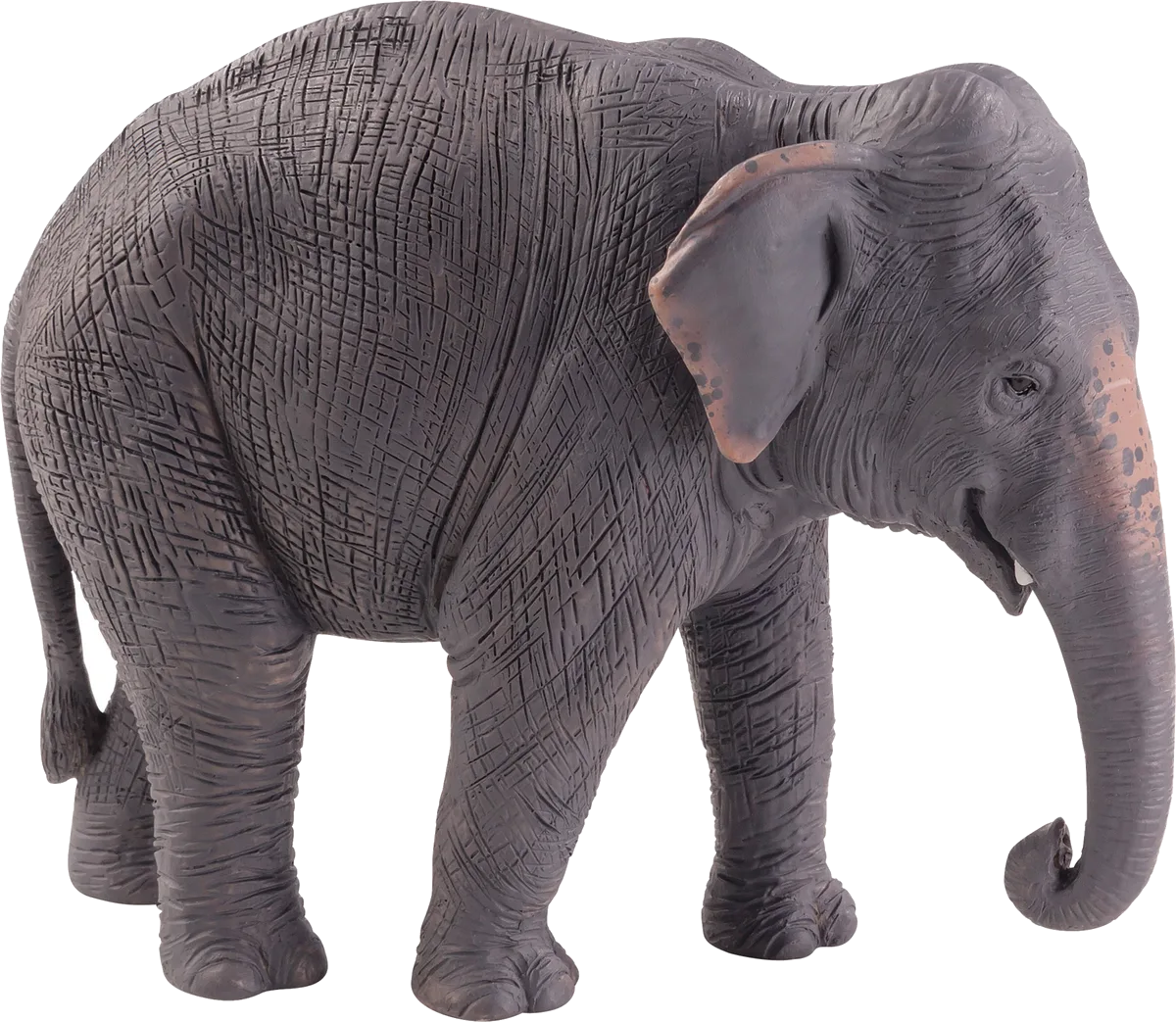 Mojo Asiatischer Elefant - Bild 1