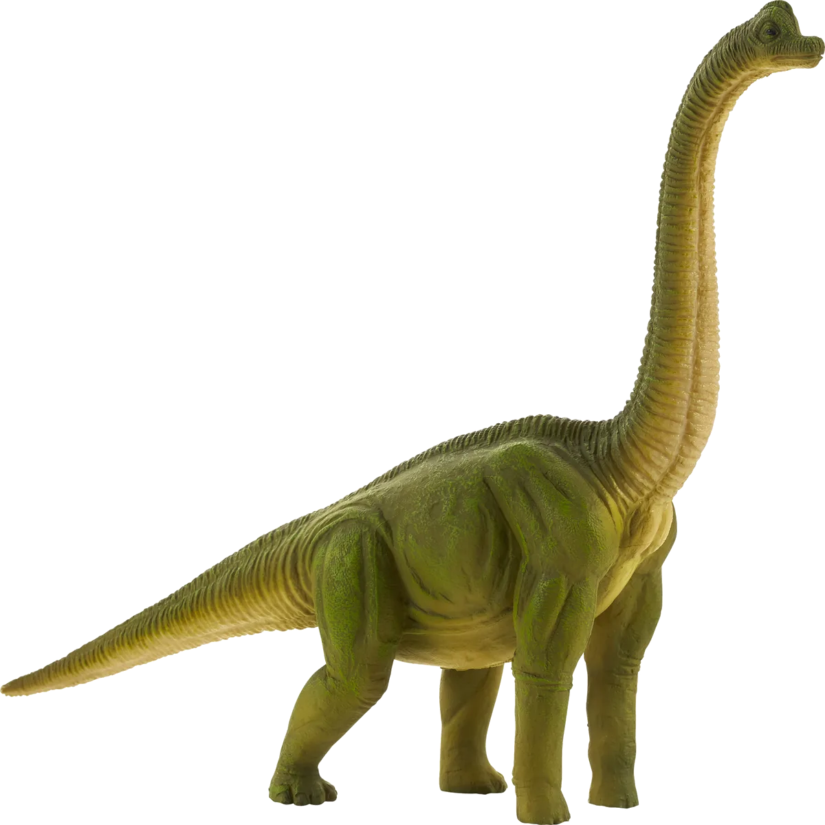 Mojo Brachiosaurus - Bild 1