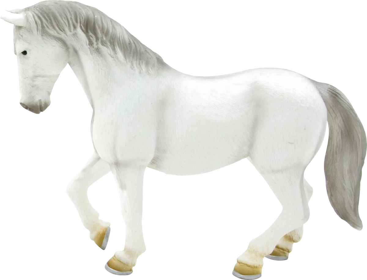 Mojo Lipizzaner Hengst - Bild 1