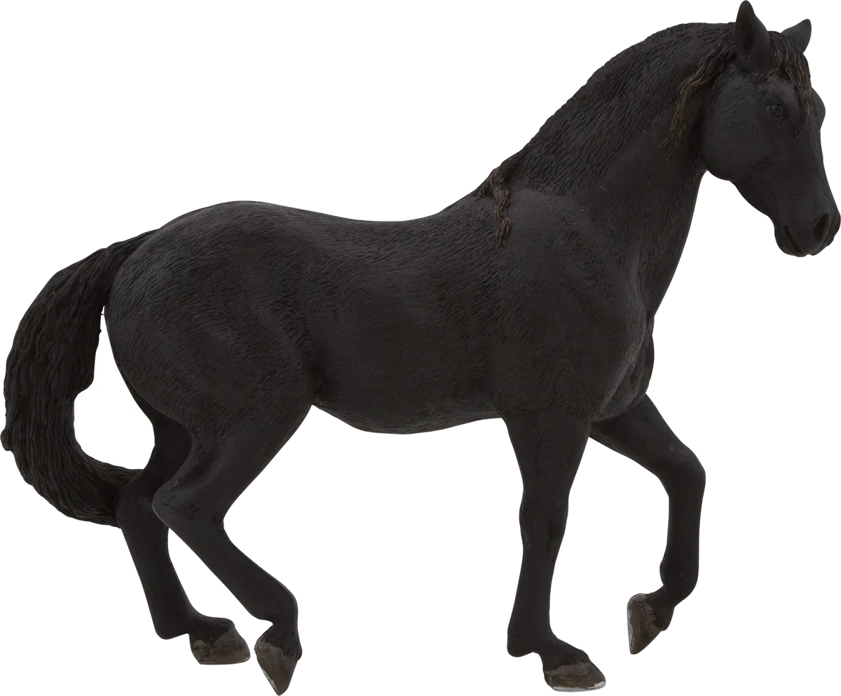 Mojo Andalusischer Hengst, Schwarz - Bild 1