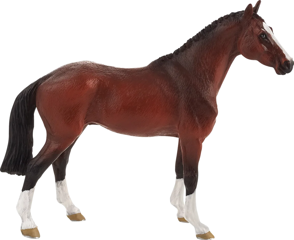 Mojo Holländisches Warmblut Pferd - Bild 1