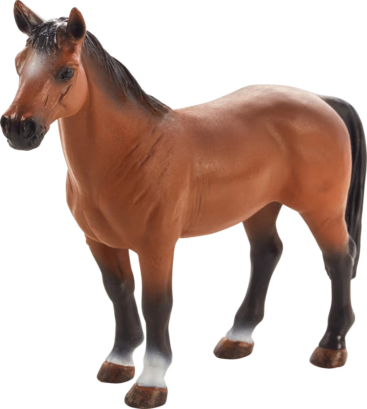 Mojo Trakehner Pferd - Bild 1