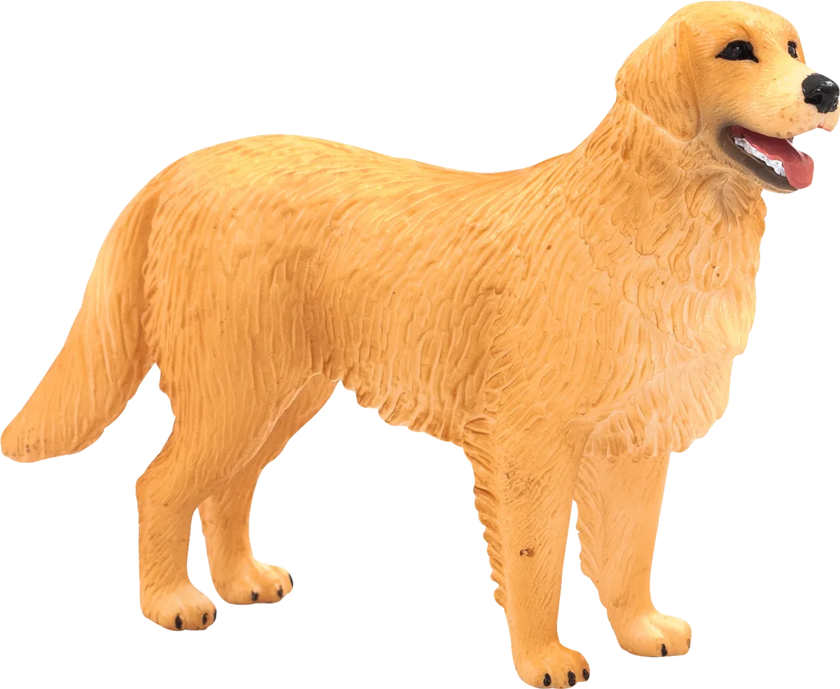 Mojo Golden Retriever Hund - Bild 1