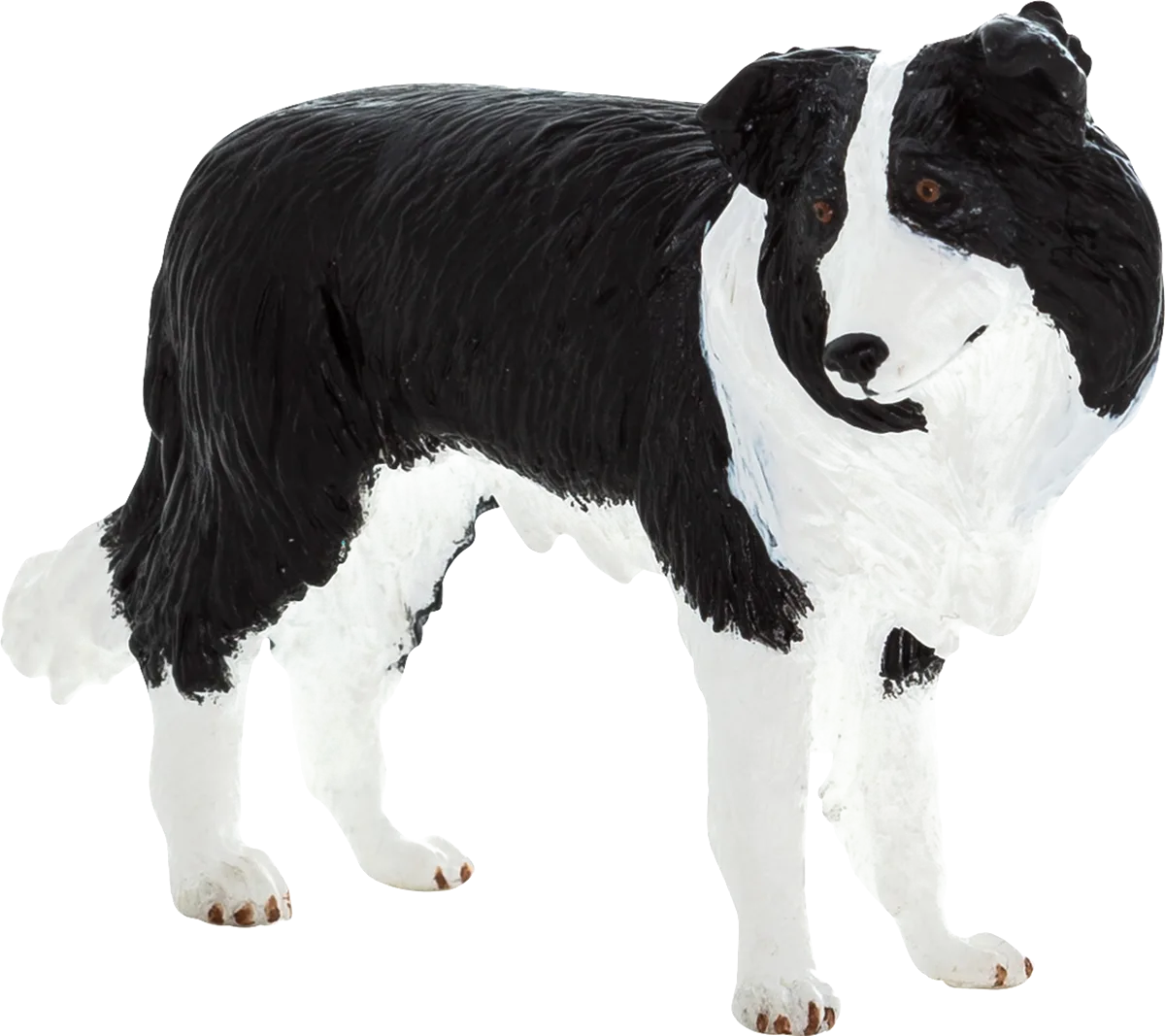 Mojo Border Collie Hund - Bild 1