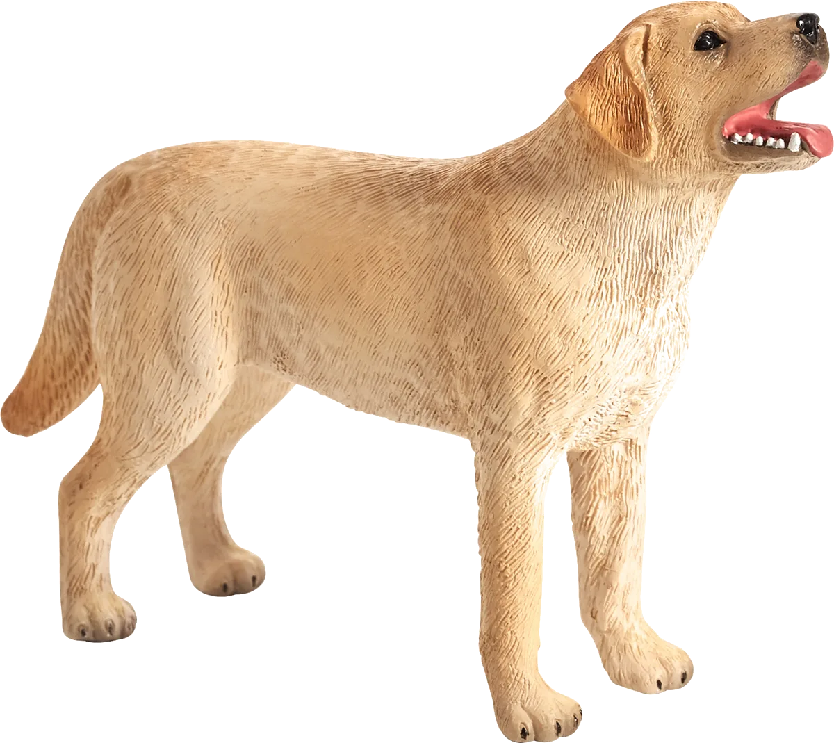 Mojo Labrador - Bild 1