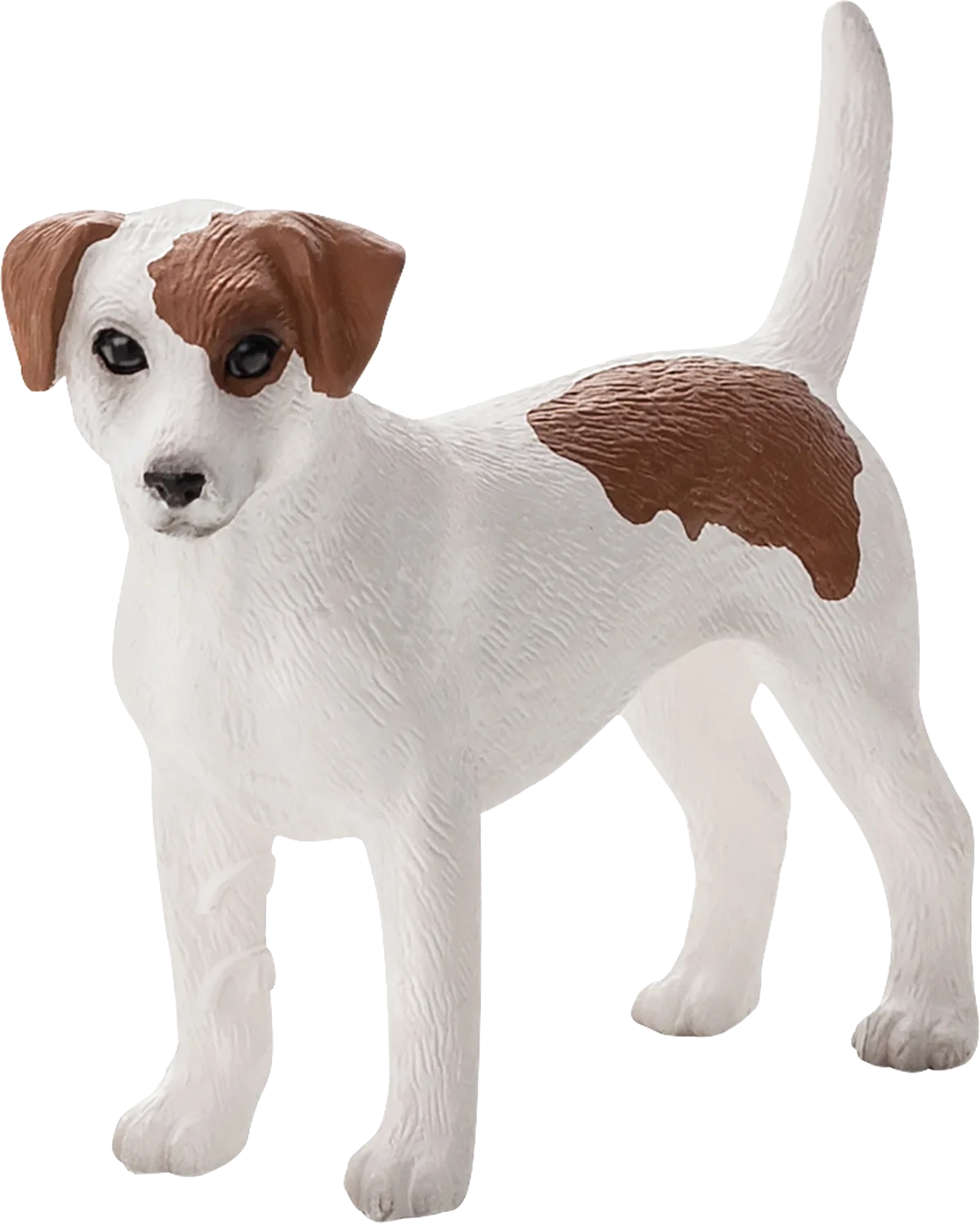 Mojo Jack Russell Terrier - Bild 1