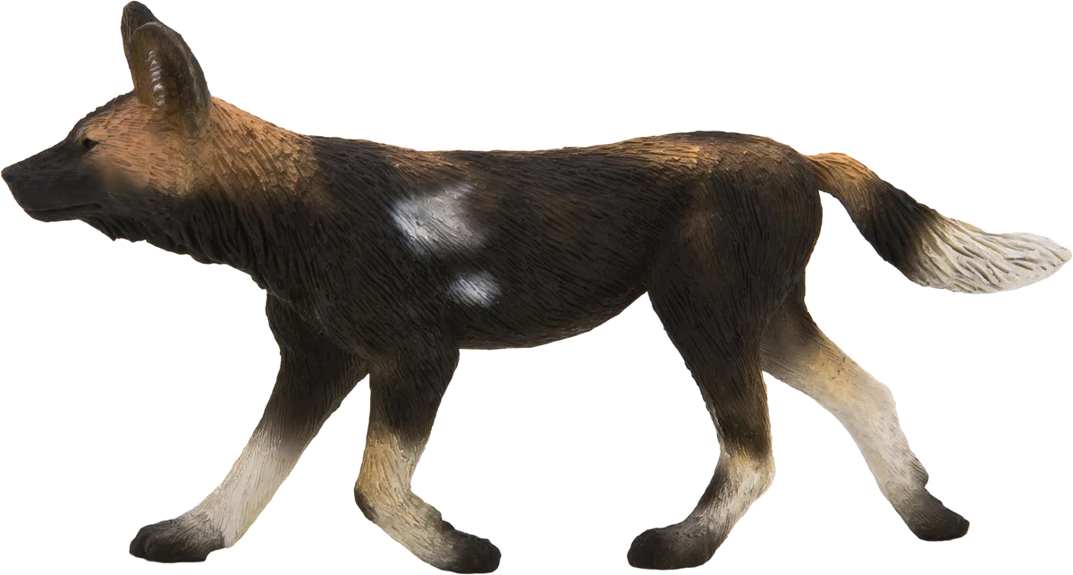 Mojo Afrikanischer Jagdhund - Bild 1