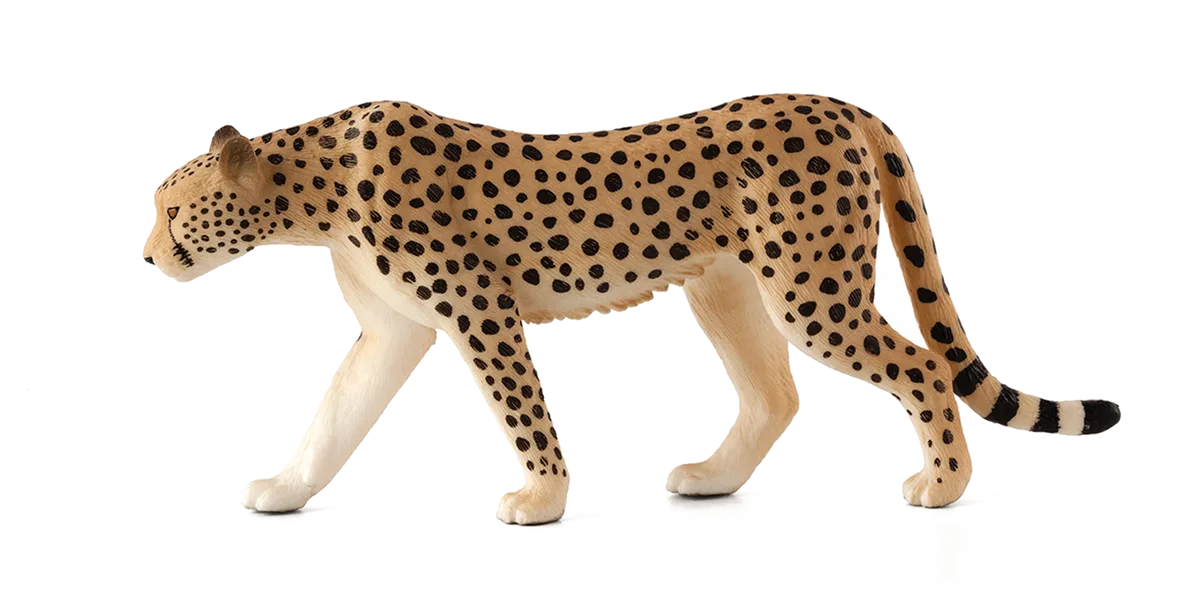Mojo Gepard Männchen - Bild 1