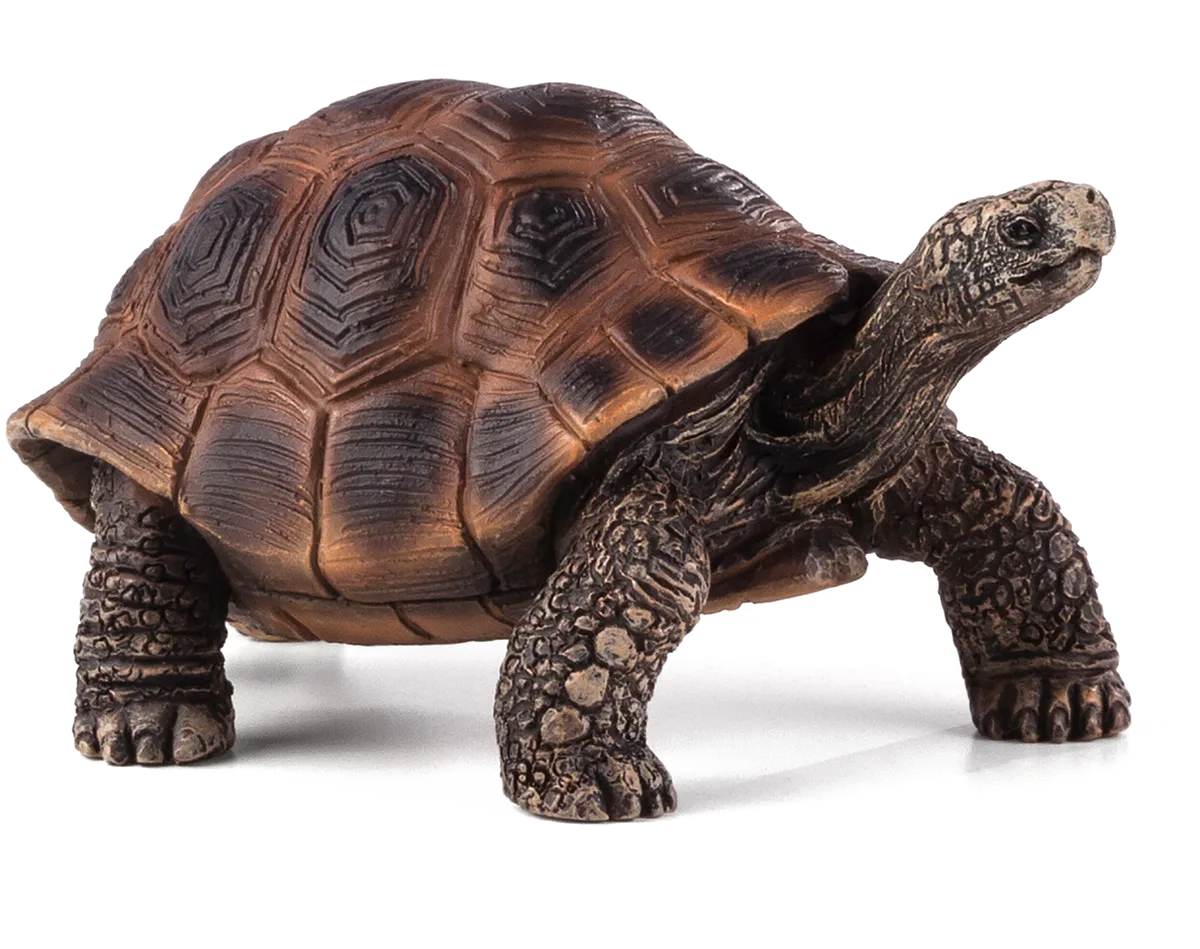 Mojo Riesenschildkröte - Bild 1