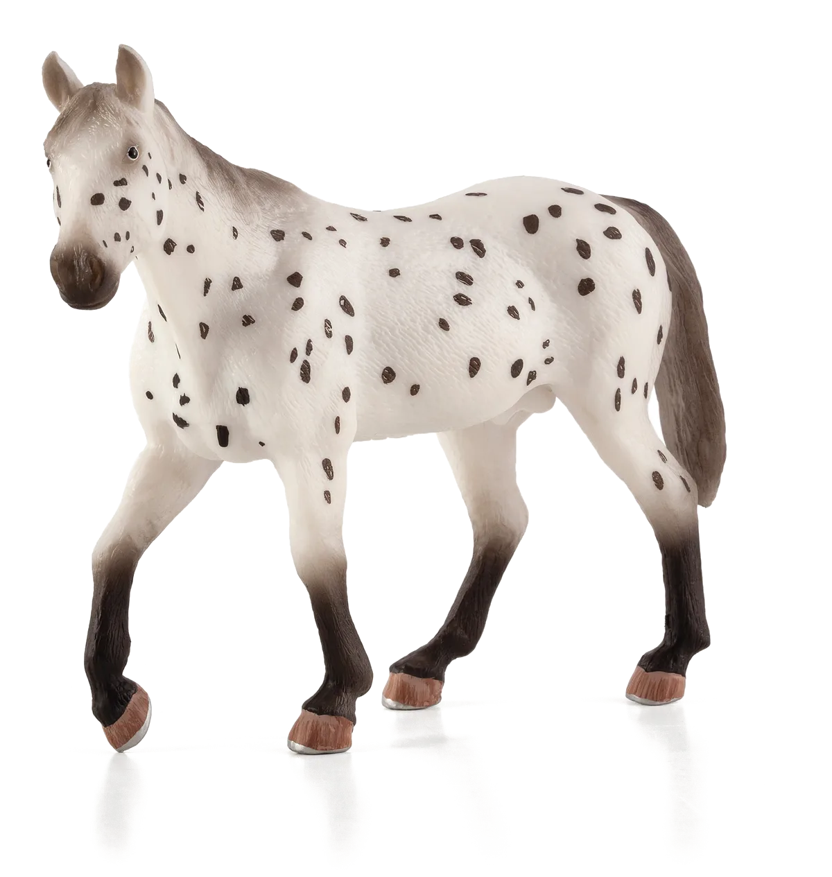 Mojo Appaloosa Hengst - Bild 1