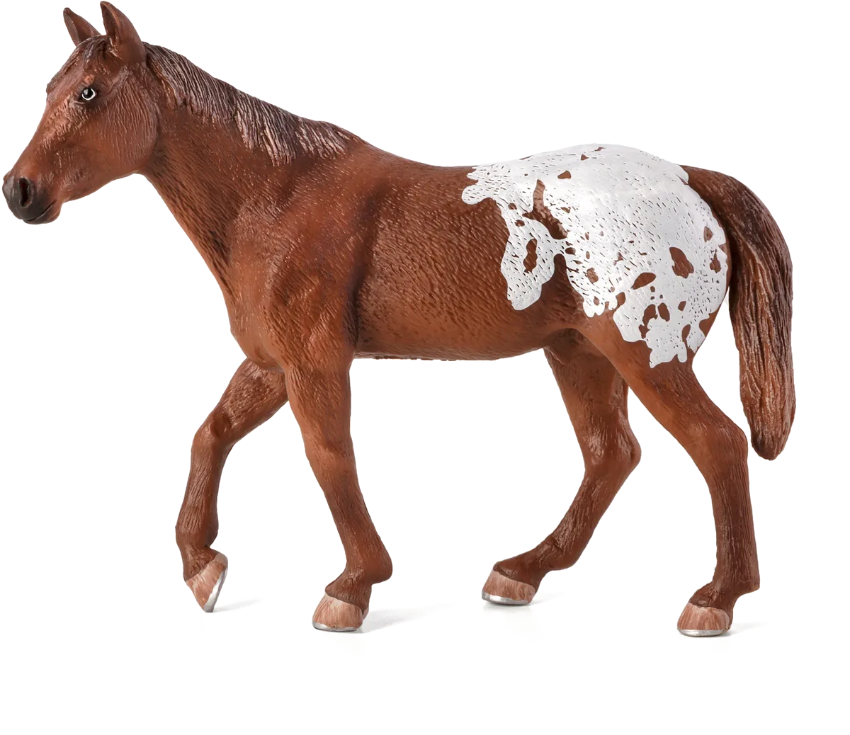 Mojo Appaloosa Hengst, Kastanie - Bild 1