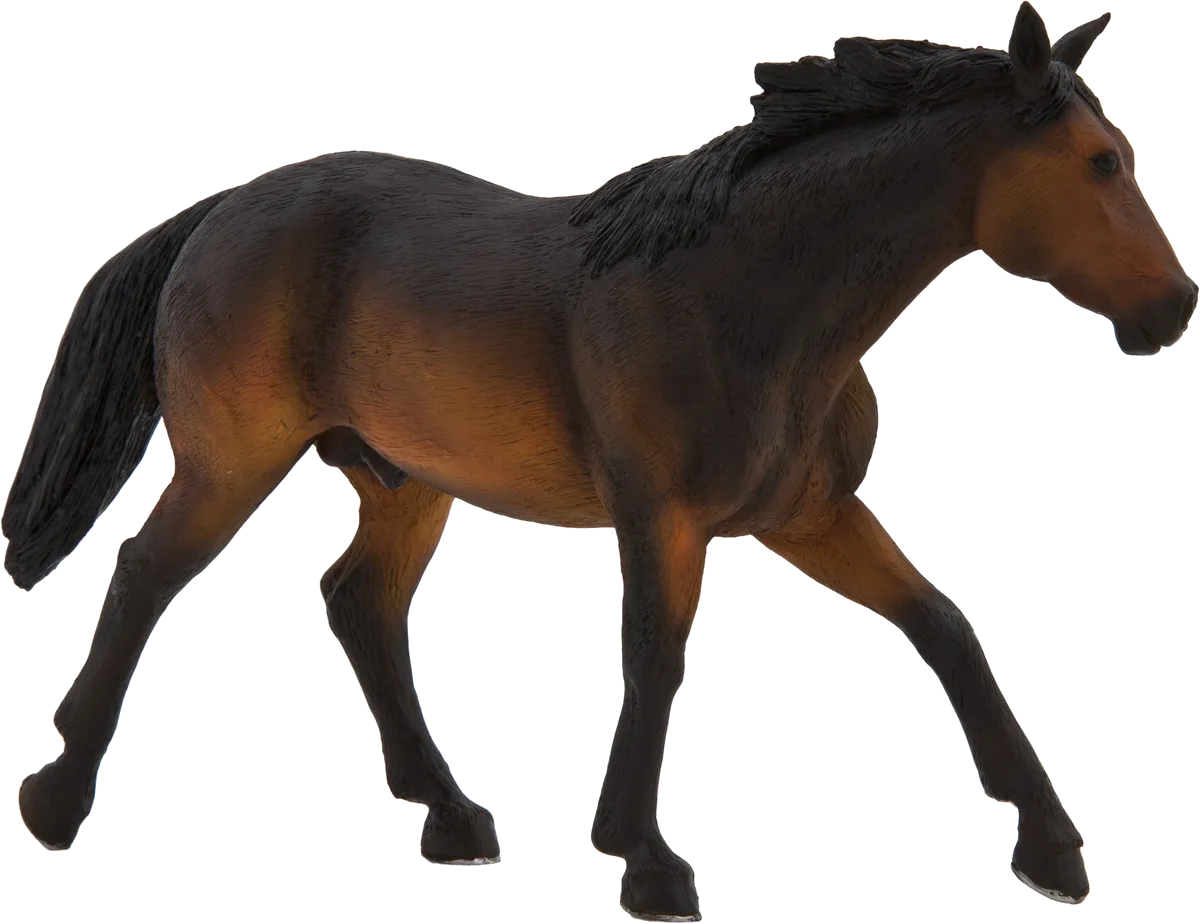 Mojo Buckskin Pferd, Sooty Bay - Bild 1
