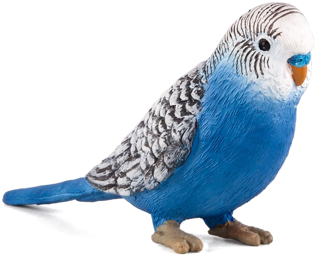 Mojo Wellensittich, Blau - Bild 1