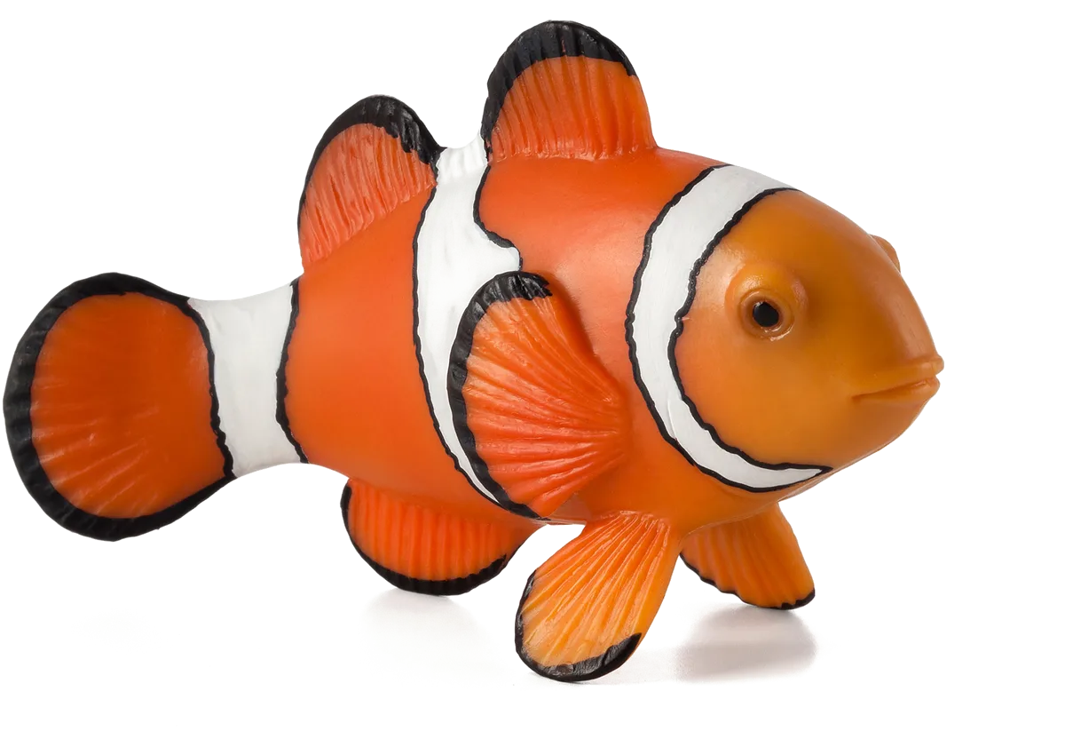 Mojo Clownfisch - Bild 1