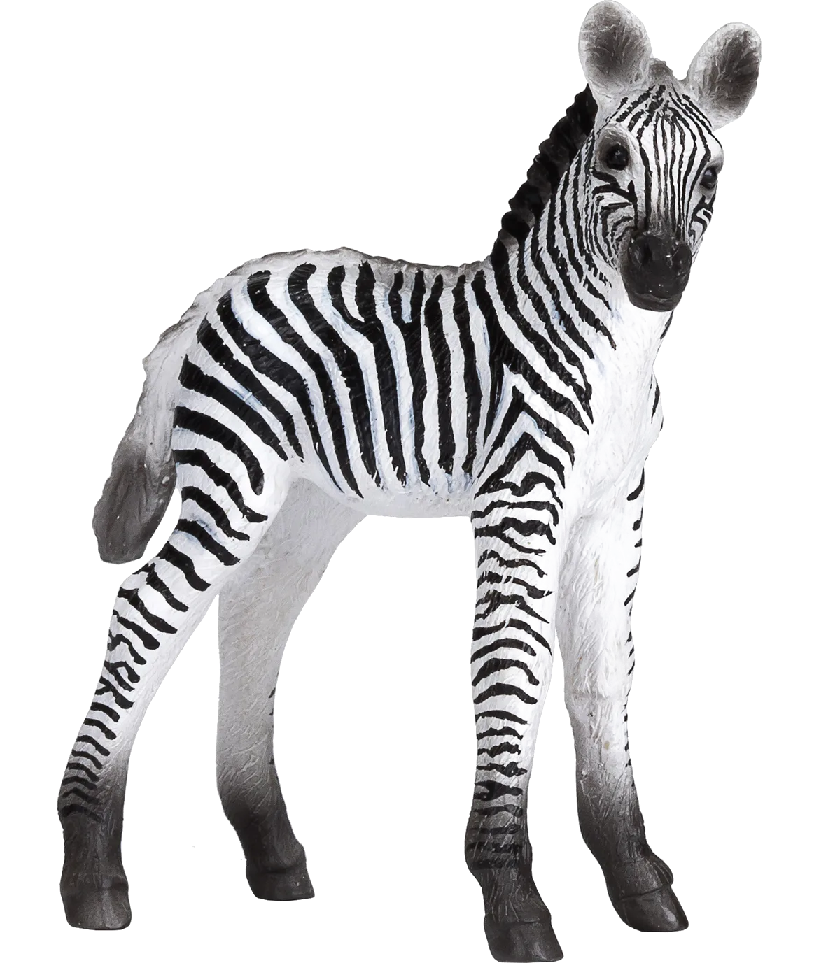 Mojo Zebra Fohlen - Bild 1