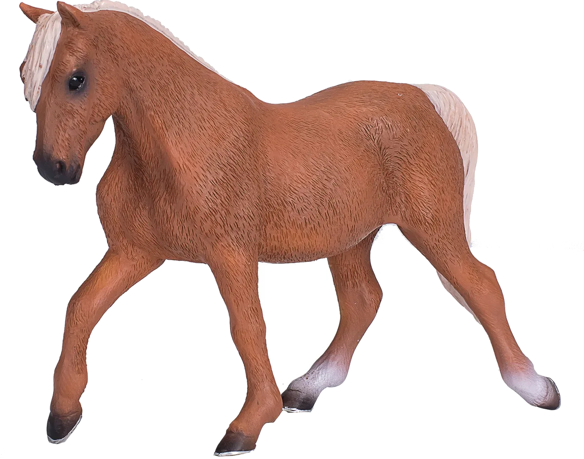 Mojo Palomino Morgan Hengst - Bild 1