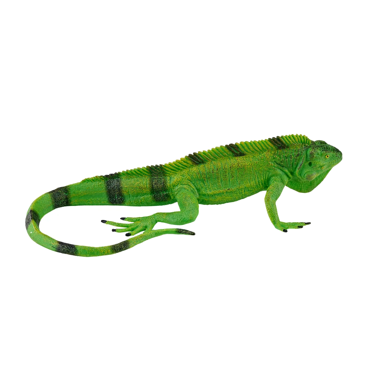 Mojo-Leguan - Bild 1