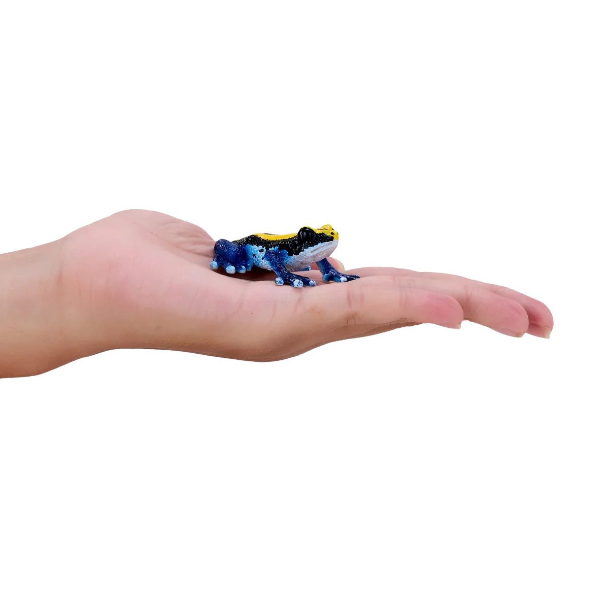 Mojo Giftpfeilfrosch, Blau - Bild 1