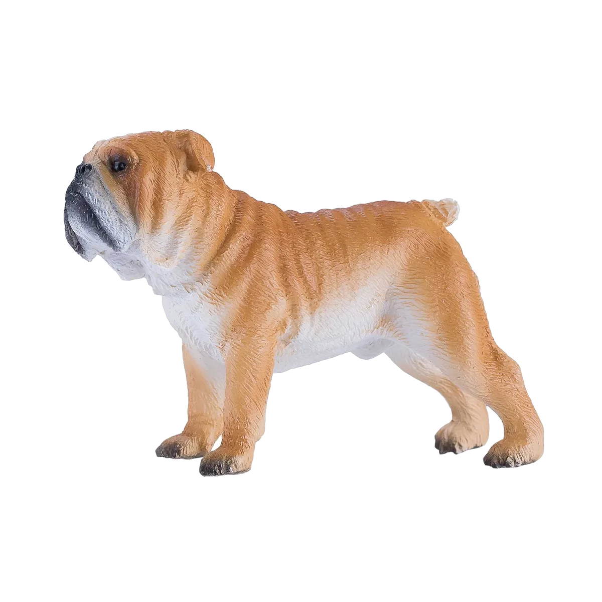 Mojo English Bulldog - Bild 1